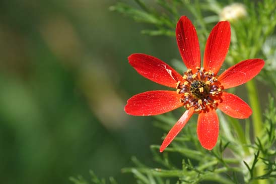 Adonis couleur de feu - Adonis flammea 