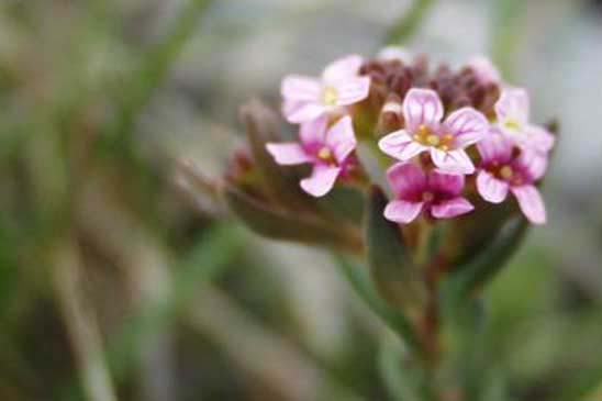 Aéthionéma des rochers - Aethionema saxatile 