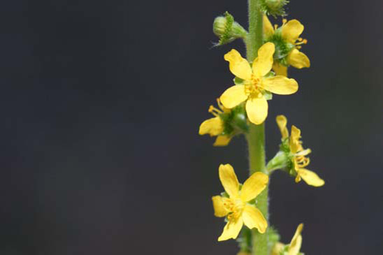 Aigremoine élevée - Agrimonia procera 