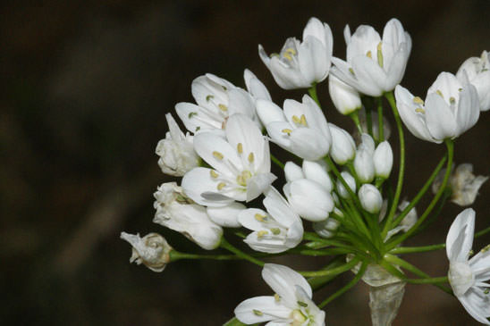 Ail de Naples - Allium neapolitanum 