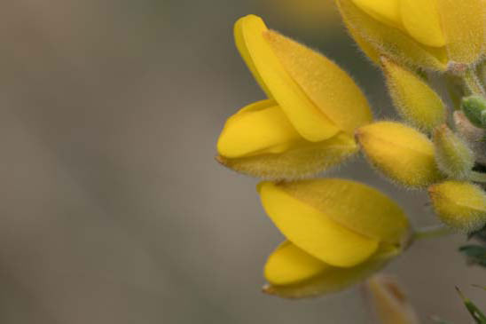 Ajonc d'Europe - Ulex europaeus 