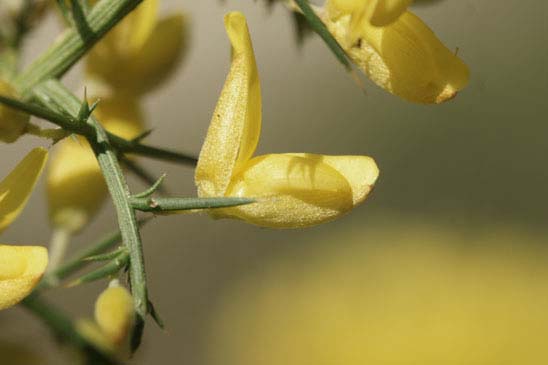 Ajonc de Provence - Ulex parviflorus subsp. parviflorus