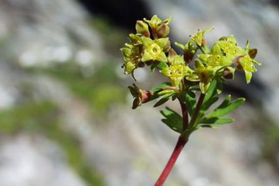 Alchémille à cinq folioles - Alchemilla pentaphyllea 