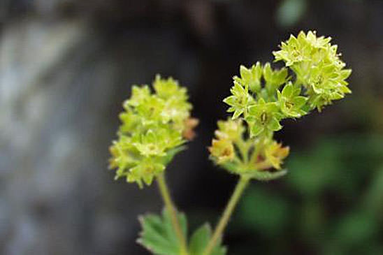 Alchémille brillante - Alchemilla splendens 