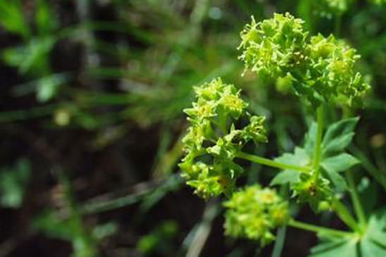 Alchémille commune  - Alchemilla acutiloba 