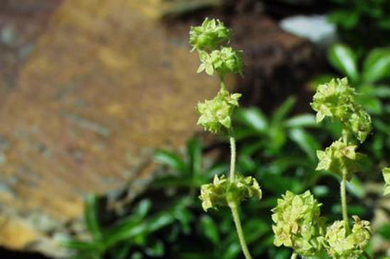 Alchémille des rochers - Alchemilla saxatilis 