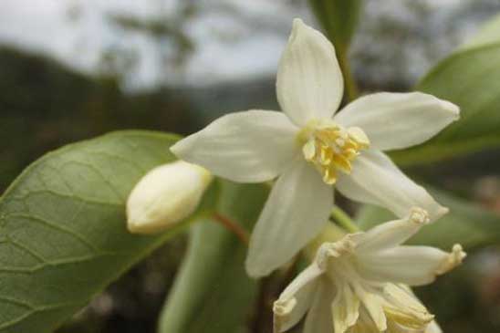 Aliboufier - Styrax officinalis 