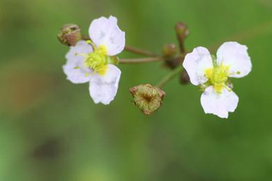 Alisma fausse Renoncule - Baldellia ranunculoides 