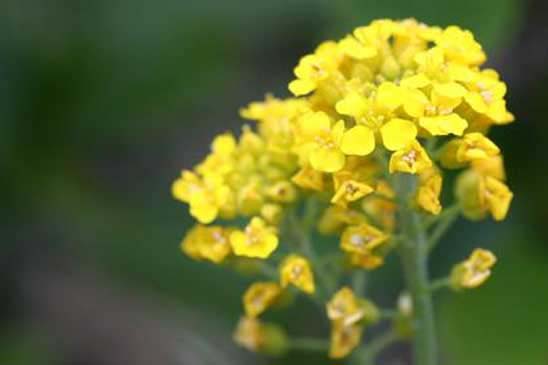 Alysson des montagnes - Alyssum montanum 