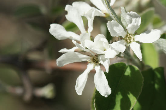 Amélanchier - Amelanchier ovalis  subsp. ovalis