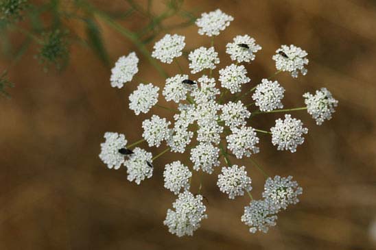 Ammi commun - Ammi majus 