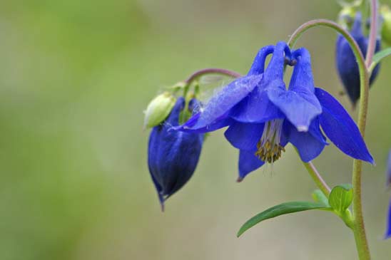 Ancolie commune - Aquilegia vulgaris 