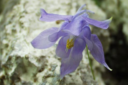 Ancolie de Bertoloni - Aquilegia reuteri 