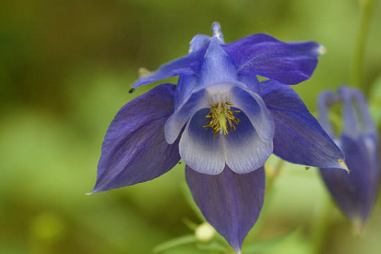 Ancolie des Alpes - Aquilegia alpina 