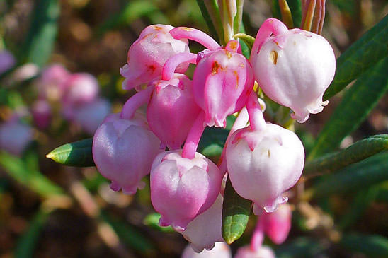 Andromède - Andromeda polifolia 