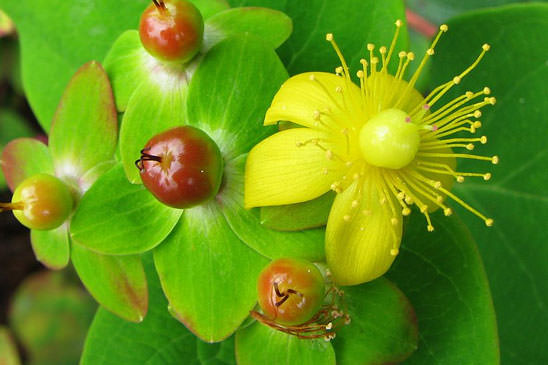 Androsème - Hypericum androsaemum 