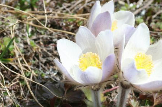 Anémone de printemps - Anemone vernalis 