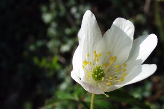 Anémone des bois - Anemone nemorosa 