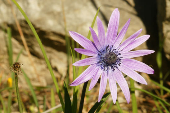 Anémone des jardins - Anemone hortensis subsp. hortensis