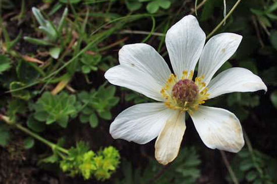 Anémone du mont Baldo - Anemone baldensis 