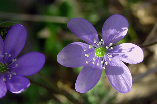 Anémone hépatique - Anemone hepatica 