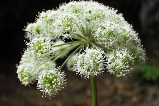 Angélique des bois - Angelica sylvestris subsp. sylvestris