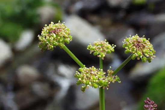 Angélique des Pyrénées - Epikeros pyrenaeus 