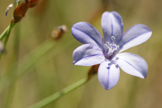 Aphyllanthe de Montpellier - Aphyllanthes monspeliensis 