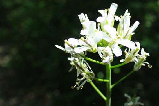 Arabette à feuilles de Chou - Fourraea alpina 