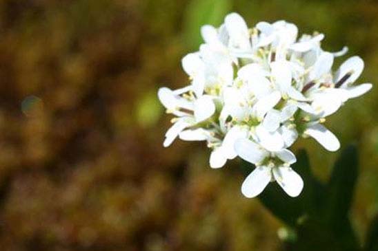 Arabette à feuilles de Pâquerette - Arabis soyeri subsp. subcoriacea