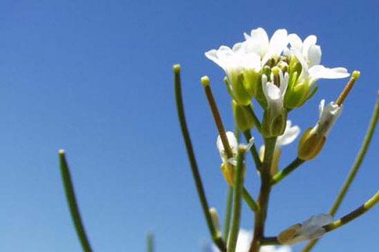 Arabette à oreillettes - Arabis auriculata 