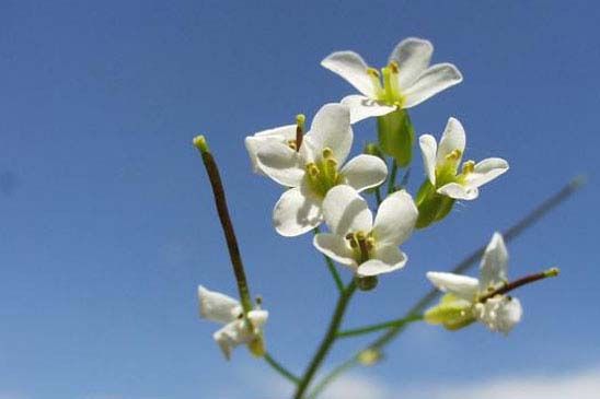 Arabette des Alpes - Arabis alpina 