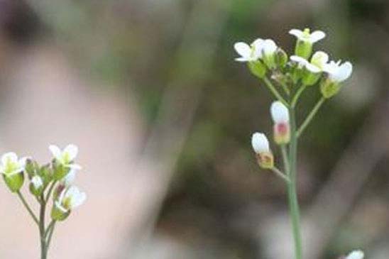 Arabette des collines - Arabis collina subsp. collina