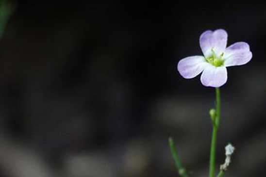 Arabette des sables - Arabidopsis arenosa subsp. arenosa