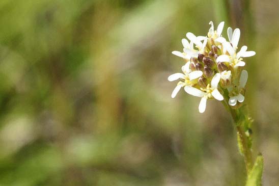 Arabette hérissée - Arabis hirsuta 