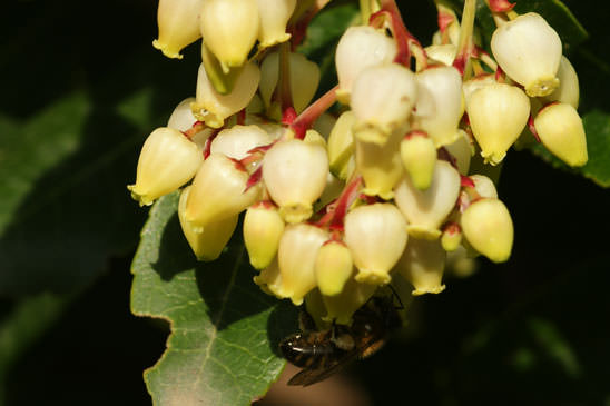 Arbousier - Arbutus unedo 