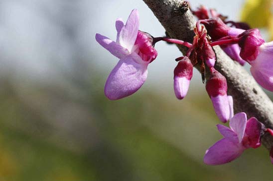 Arbre de Judée - Cercis siliquastrum 