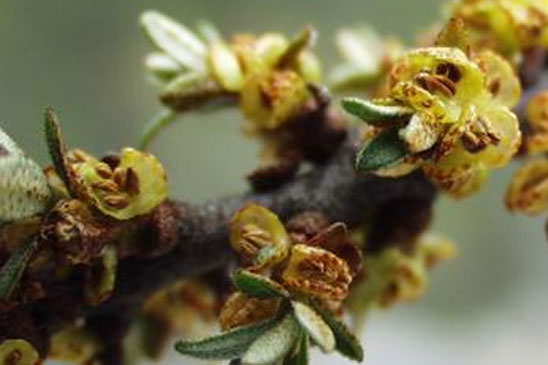 Argousier - Hippophae rhamnoides subsp. rhamnoides