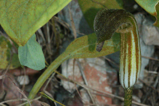 Capuchon de moine - Arisarum vulgare 