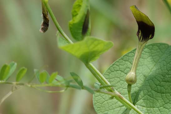 Aristoloche à feuilles rondes - Aristolochia rotunda subsp. rotunda