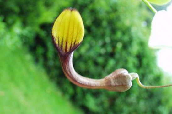 Aristoloche élevée - Aristolochia altissima 