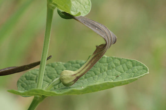 Aristoloche pistoloche - Aristolochia pistolochia 