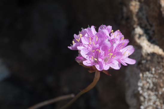 Arméria des Alpes - Armeria alpina 