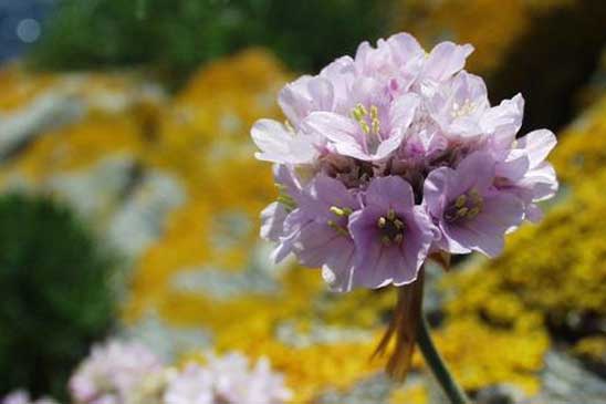 Arméria maritime - Armeria maritima  