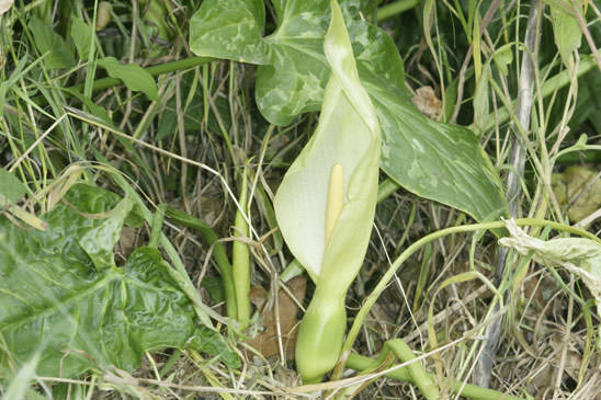 Arum d'Italie - Arum italicum 