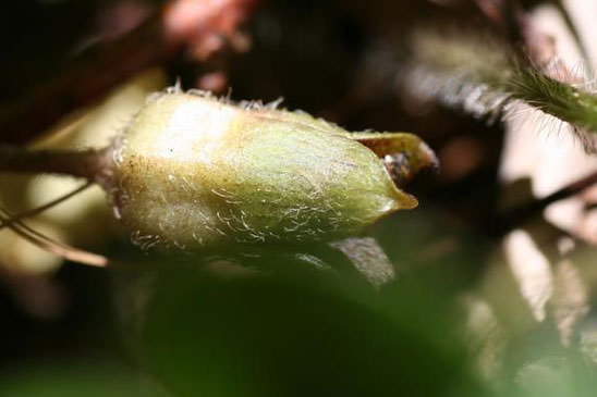 Asaret d'Europe - Asarum europaeum subsp. europaeum