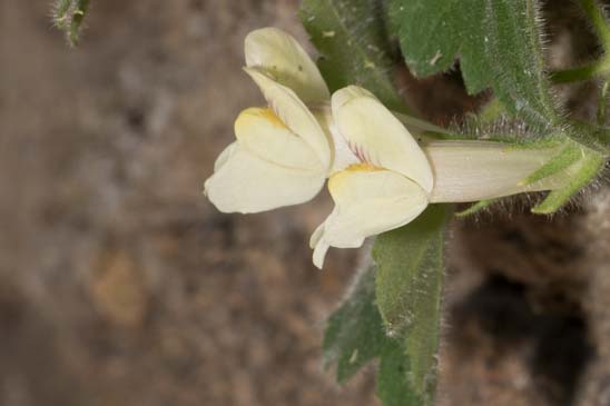 Asarine couchée - Asarina procumbens 