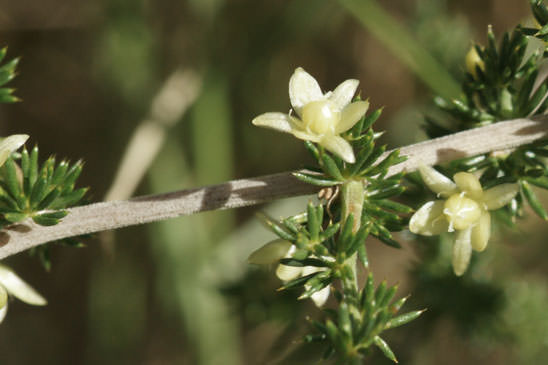 Asperge sauvage - Asparagus acutifolius 