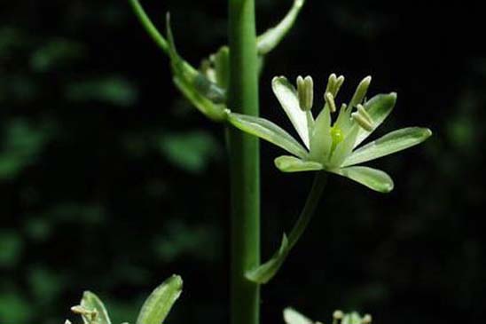 Aspergette - Loncomelos pyrenaicus subsp. pyrenaicus