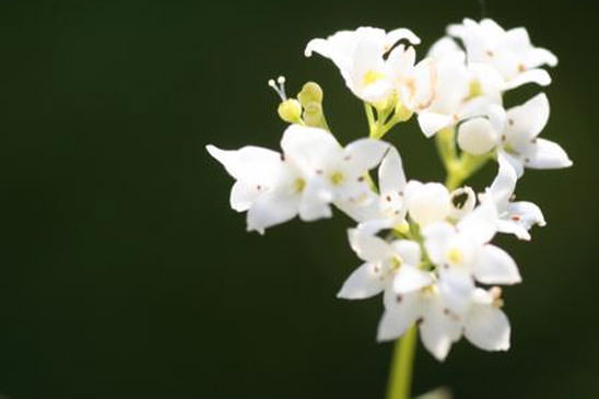 Aspérule glauque - Galium glaucum 